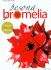 Pesona Bromelia